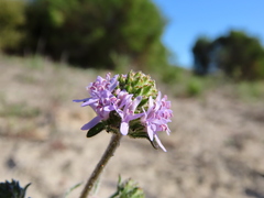 Phyllopodium cephalophorum