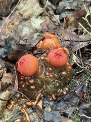 Calostoma cinnabarinum