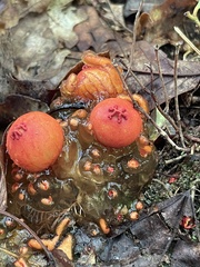 Calostoma cinnabarinum