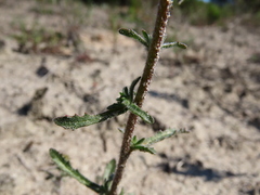 Phyllopodium cephalophorum