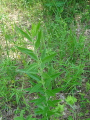 Veronica spuria