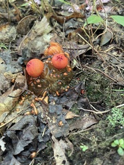 Calostoma cinnabarinum