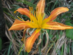 Hemerocallis fulva littorea