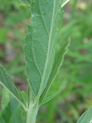 Veronica spuria