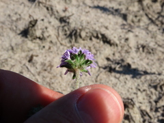 Phyllopodium cephalophorum