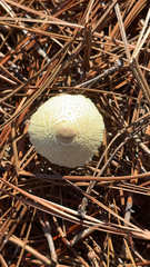 Agaricaceae
