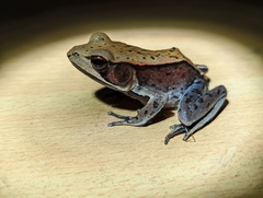 Clinotarsus curtipes