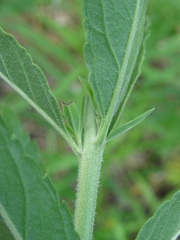 Veronica spuria