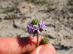 Phyllopodium cephalophorum
