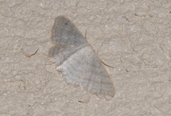 Idaea subsericeata