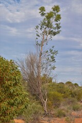 Codonocarpus cotinifolius