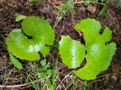 Sanguinaria canadensis