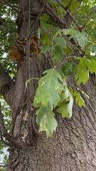 Quercus