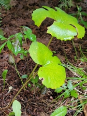 Sanguinaria canadensis
