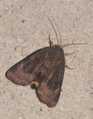 Noctua janthe