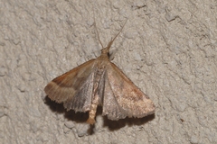 Synaphe punctalis