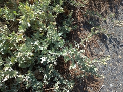 Atriplex maximowicziana
