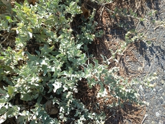 Atriplex maximowicziana