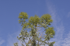 Codonocarpus cotinifolius