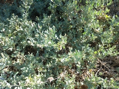 Atriplex maximowicziana