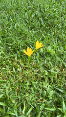 Zephyranthes tubispatha