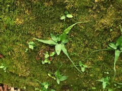 Asplenium rhizophyllum