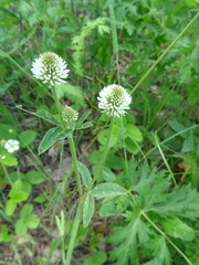 Trifolium montanum