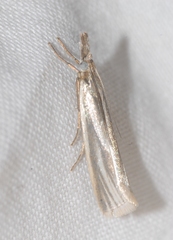 Crambus perlella