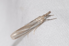 Crambus perlella