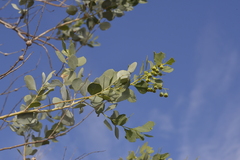 Codonocarpus cotinifolius