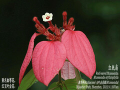 Mussaenda erythrophylla