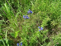 Dracocephalum ruyschiana