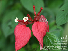 Mussaenda erythrophylla