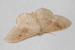 Idaea rubraria