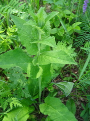 Campanula bononiensis
