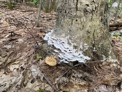 Gloeoporus dichrous