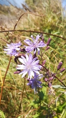 Lactuca sibirica