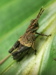 Traulia azureipennis