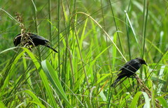 Chrysomus ruficapillus