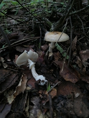 Amanita xylinivolva