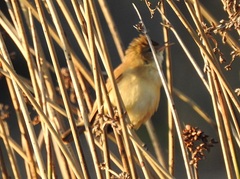 Cisticola exilis