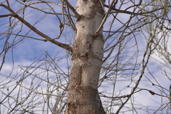 Codonocarpus cotinifolius