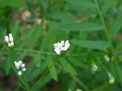 Asperula tinctoria