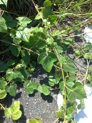 Passiflora vesicaria