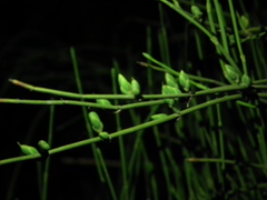 Ephedra equisetina
