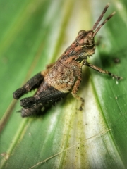 Traulia azureipennis