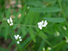 Asperula tinctoria