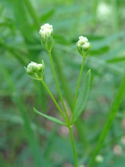 Asperula tinctoria