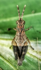 Traulia azureipennis