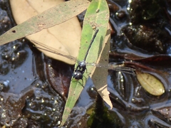 Pornothemis starrei